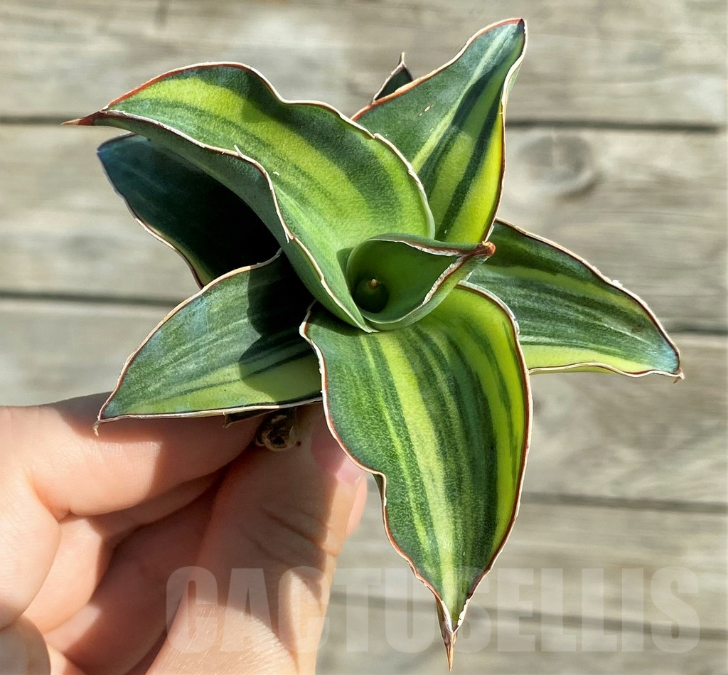 SH16348 Sansevieria ‘Kimayo’ f. variegata
