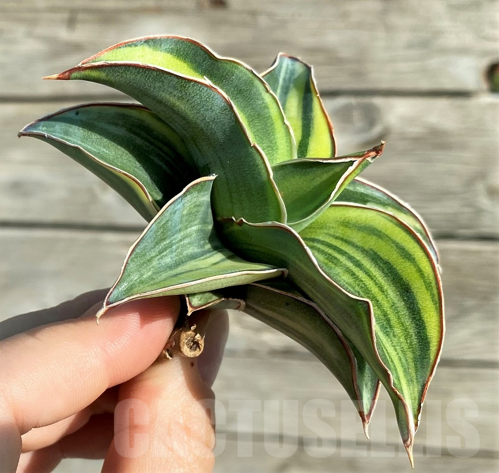SH16348 Sansevieria ‘Kimayo’ f. variegata - Image 3