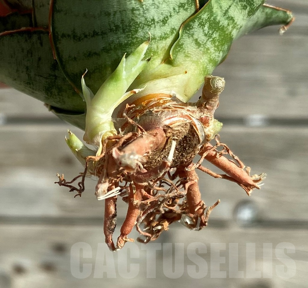 SH16357 Sansevieria ‘Sweet Celery’ - 画像 (3)