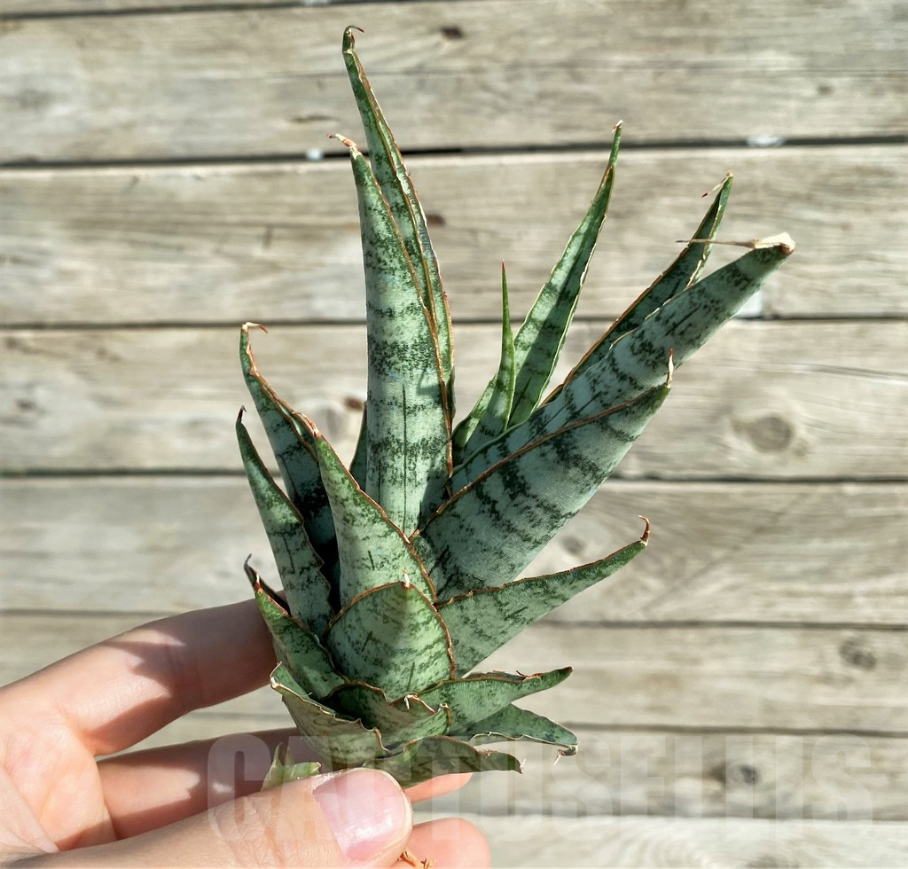 SH16357 Sansevieria ‘Sweet Celery’ - 画像 (2)