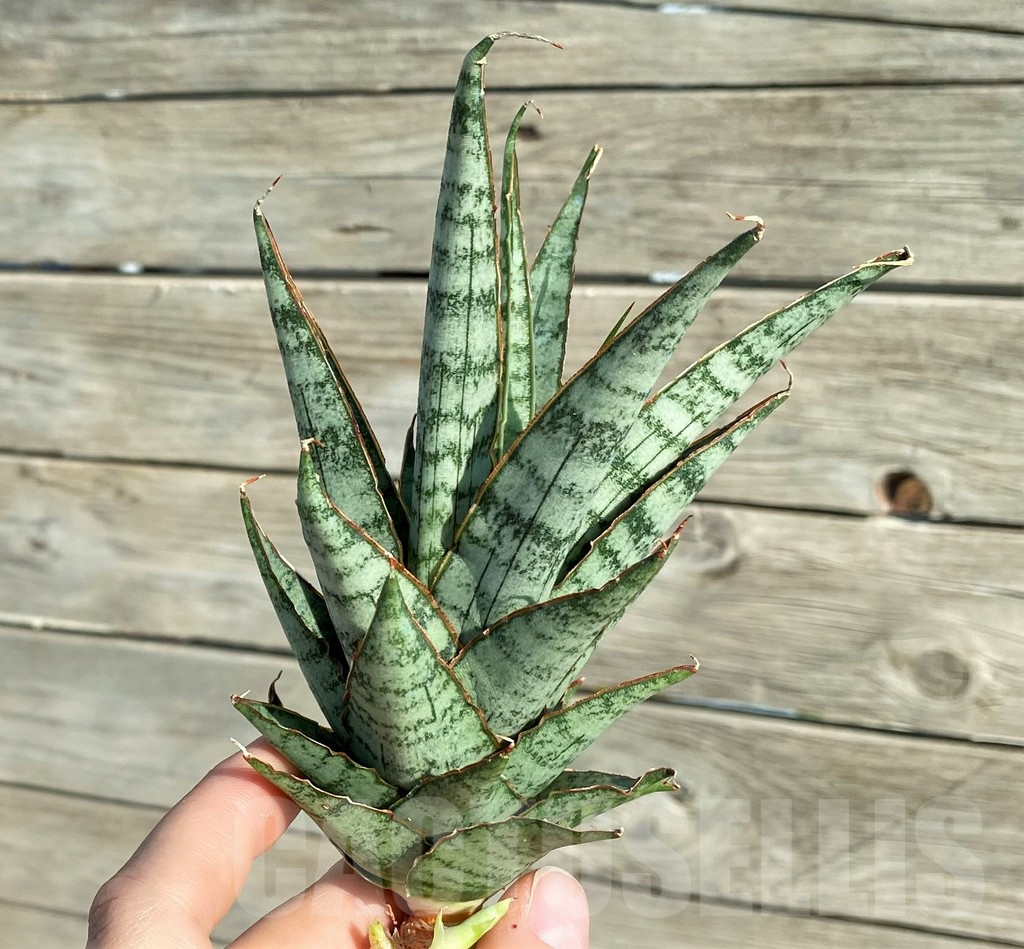 SH16357 Sansevieria ‘Sweet Celery’