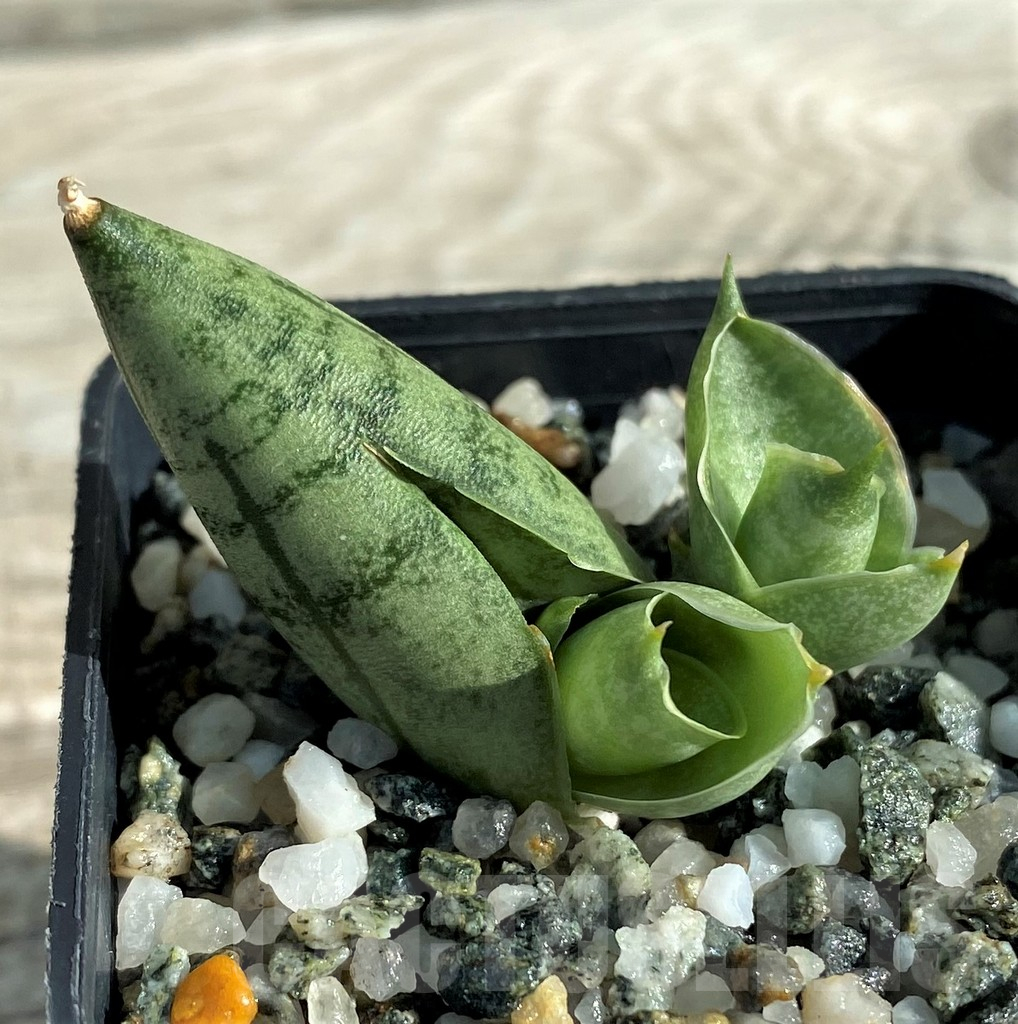 SH16358 Sansevieria 'Manee' - Obrázek 2