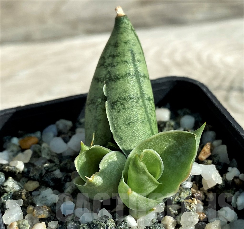 SH16358 Sansevieria 'Manee'