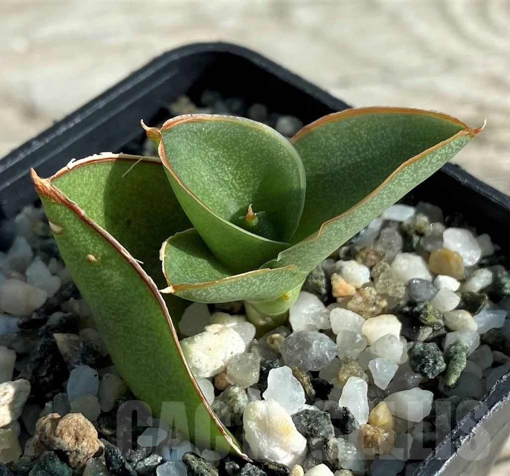 SH16360 Sansevieria 'Bonny'