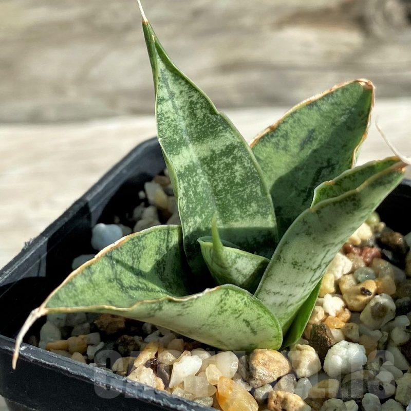 SH16367 Sansevieria 'Snowflake'