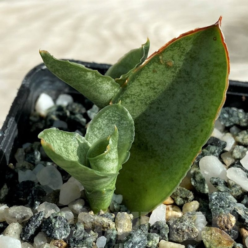 SH16370 Sansevieria 'Pagoda'