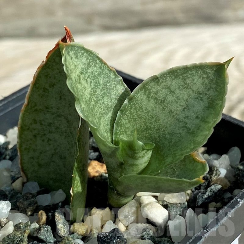 SH16371 Sansevieria 'Pagoda'