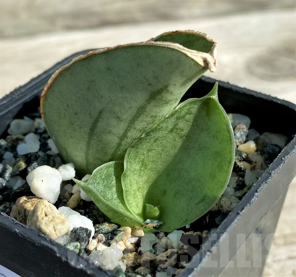 SH16372 Sansevieria 'Hobbit'