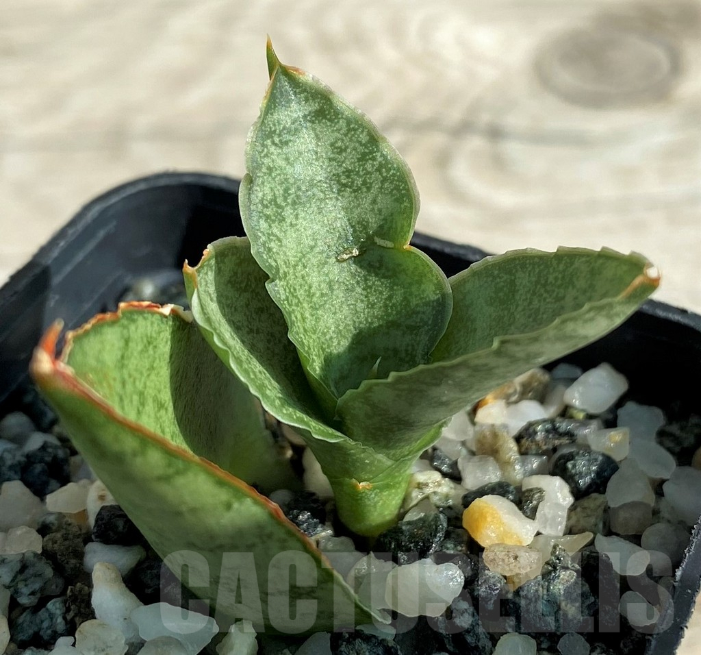 SH16377 Sansevieria ‘Pagoda’