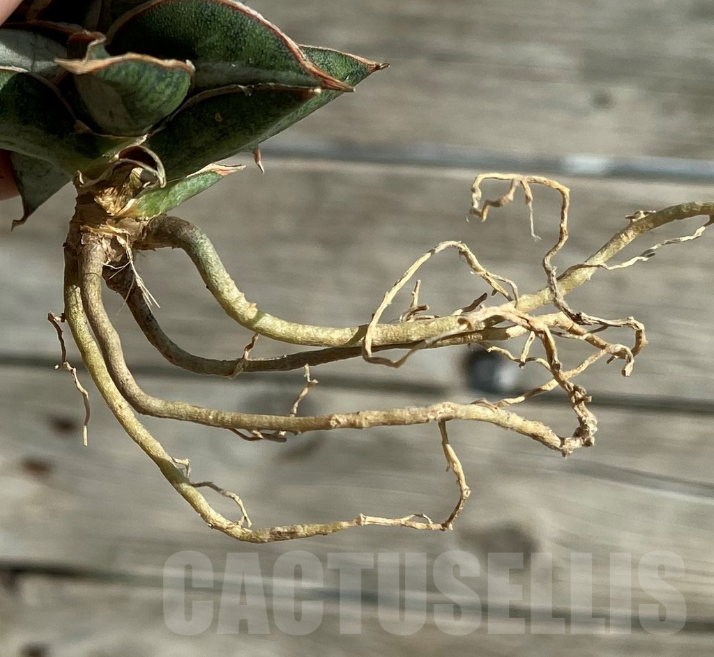 SH16378 Sansevieria ‘Silver Clone’ mediopicta - Image 3