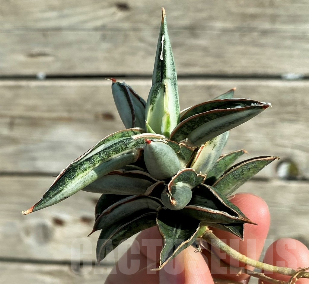 SH16378 Sansevieria ‘Silver Clone’ mediopicta - Image 2