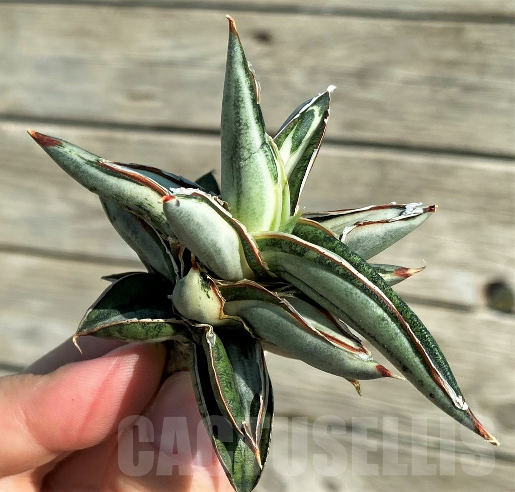 SH16378 Sansevieria ‘Silver Clone’ mediopicta