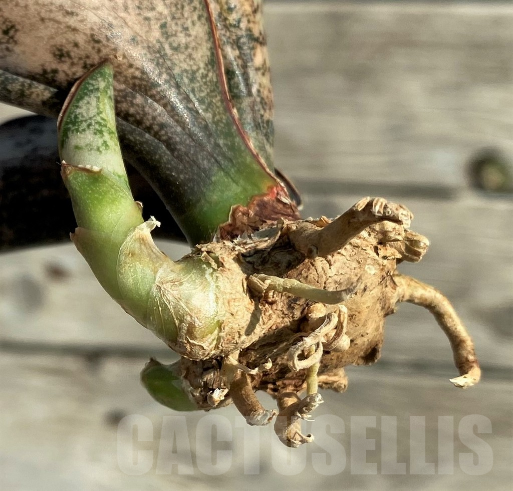 SH16379 Sansevieria kirkii ‘Coppertone’ hybrid - Imagen 2