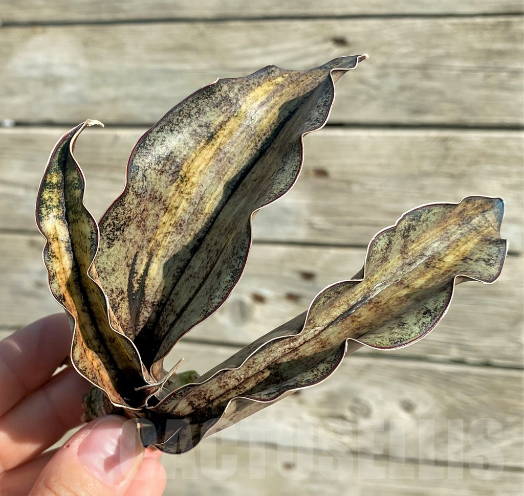 SH16379 Sansevieria kirkii ‘Coppertone’ hybrid