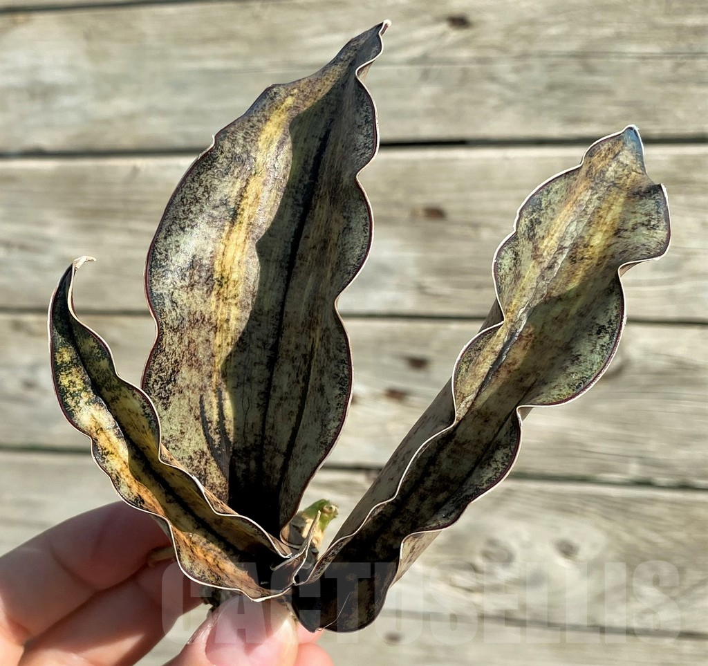 SH16379 Sansevieria kirkii ‘Coppertone’ hybrid - Imagen 3