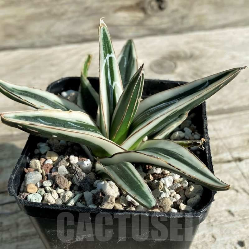 SH16381 Agave victoriae-reginae 'White Rhino'