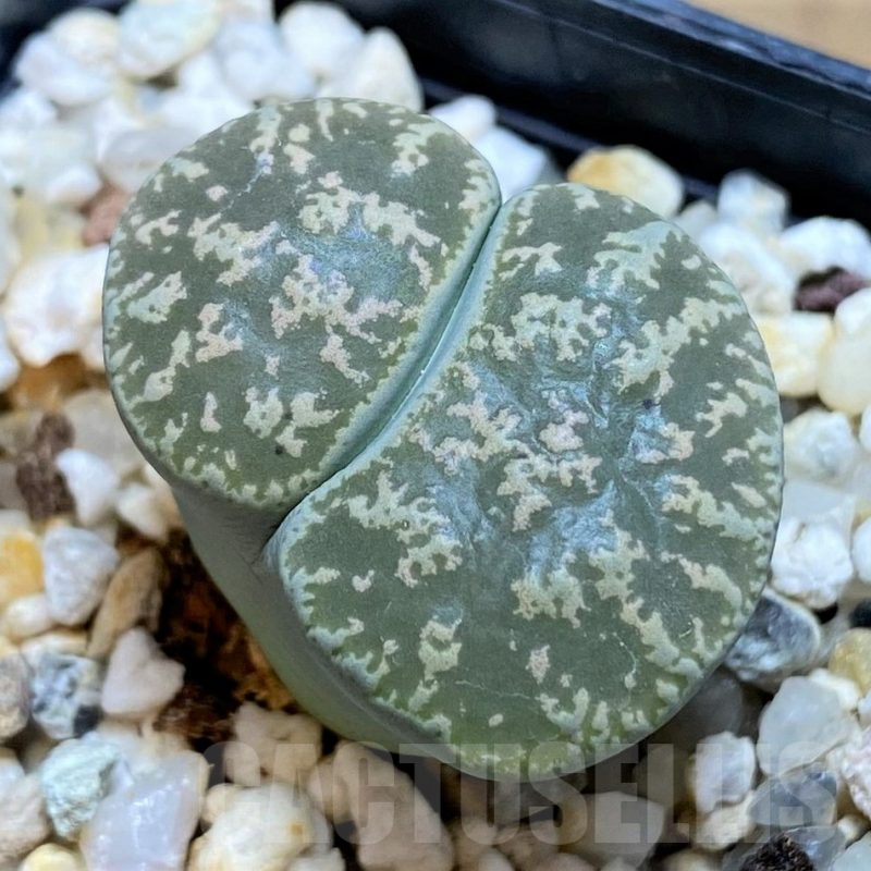 SH16514 Lithops lesliei