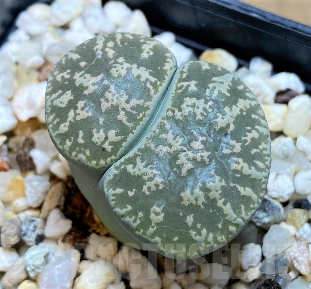 SH16514 Lithops lesliei
