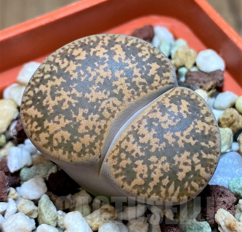 SH16515 Lithops lesliei v. hornii -Kimberley-