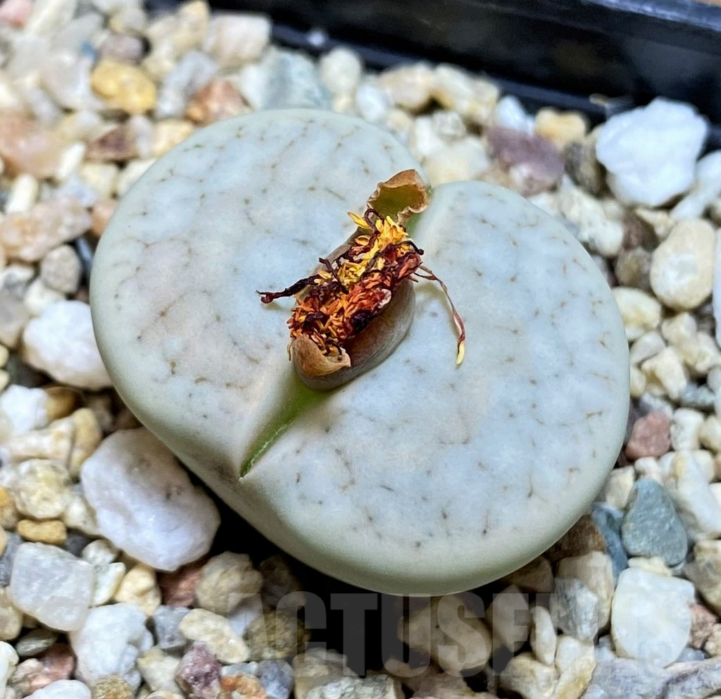 SH16517 Lithops gracilidelineata