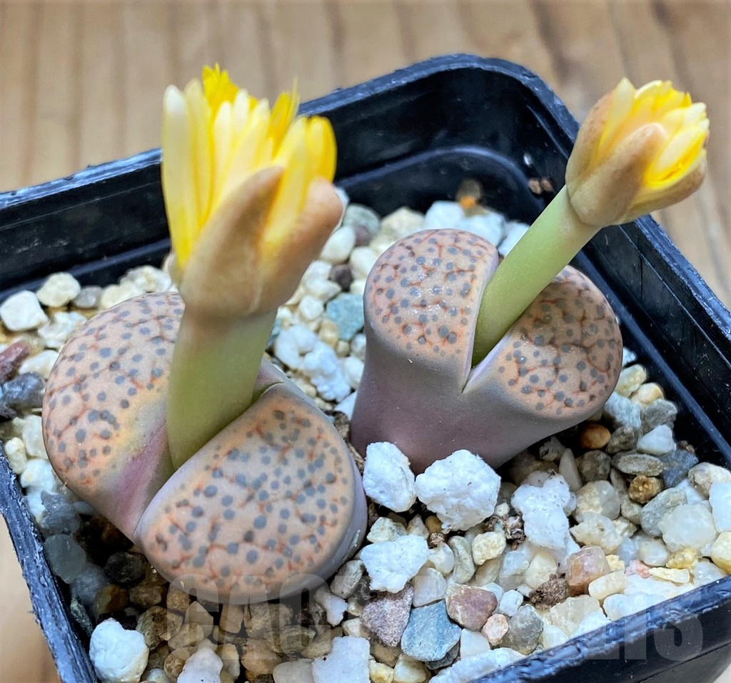SH16518 Lithops fulviceps C221