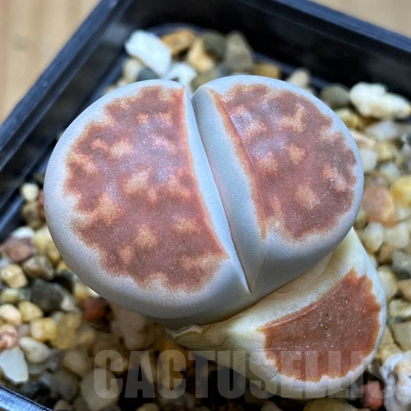 SH16519 Lithops karasmontana 'Lateritia'