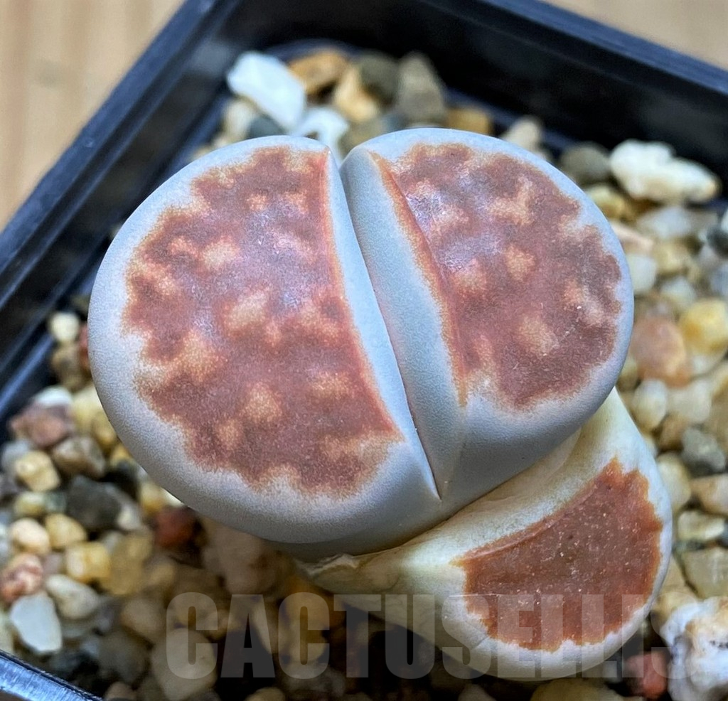 SH16519 Lithops karasmontana 'Lateritia'