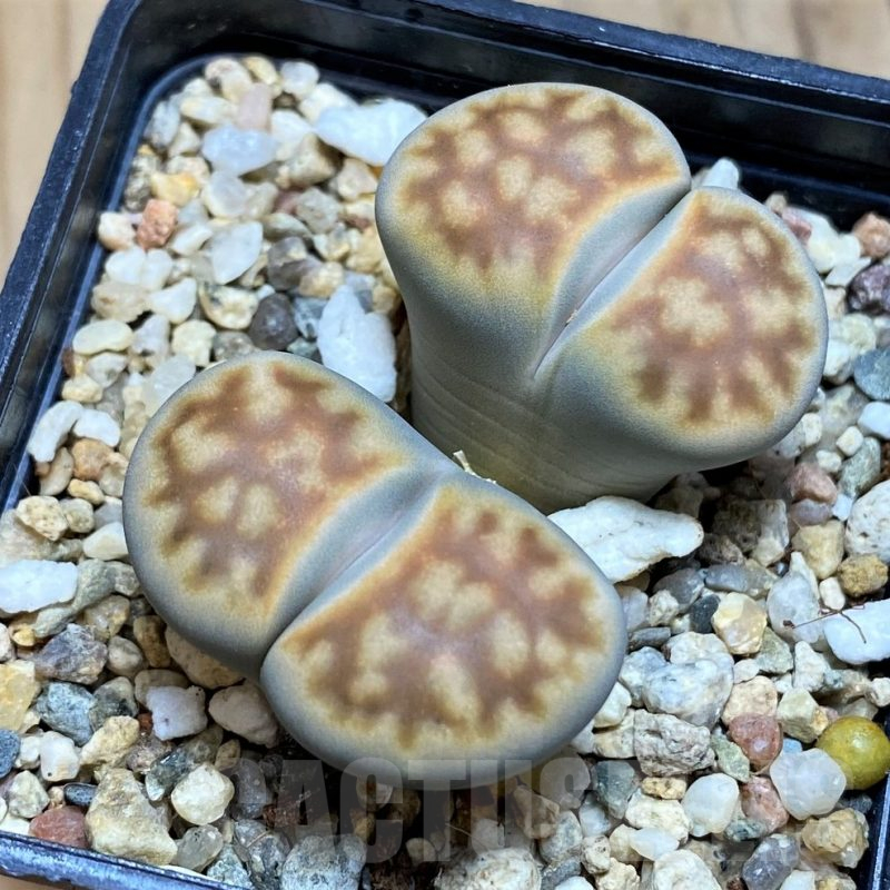 SH16520 Lithops karasmontana v. summitatum