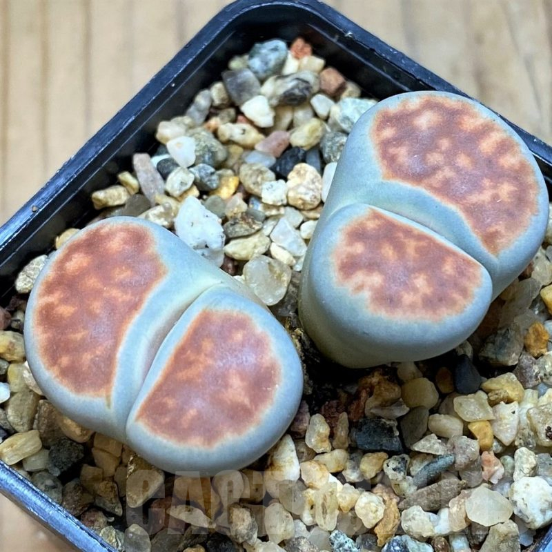 SH16521 Lithops karasmontana 'Lateritia'