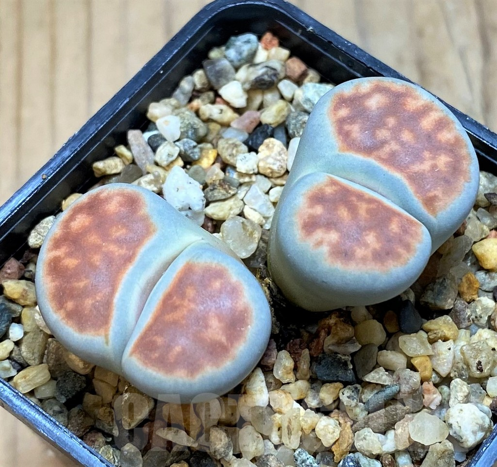 SH16521 Lithops karasmontana 'Lateritia'