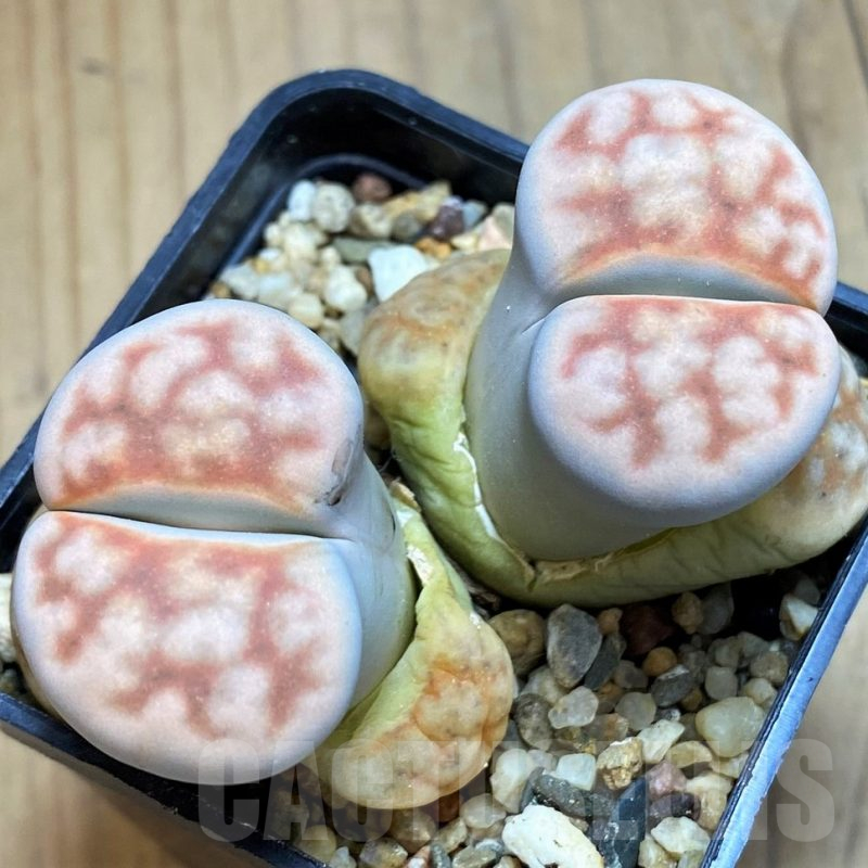SH16522 Lithops karasmontana v. summitatum