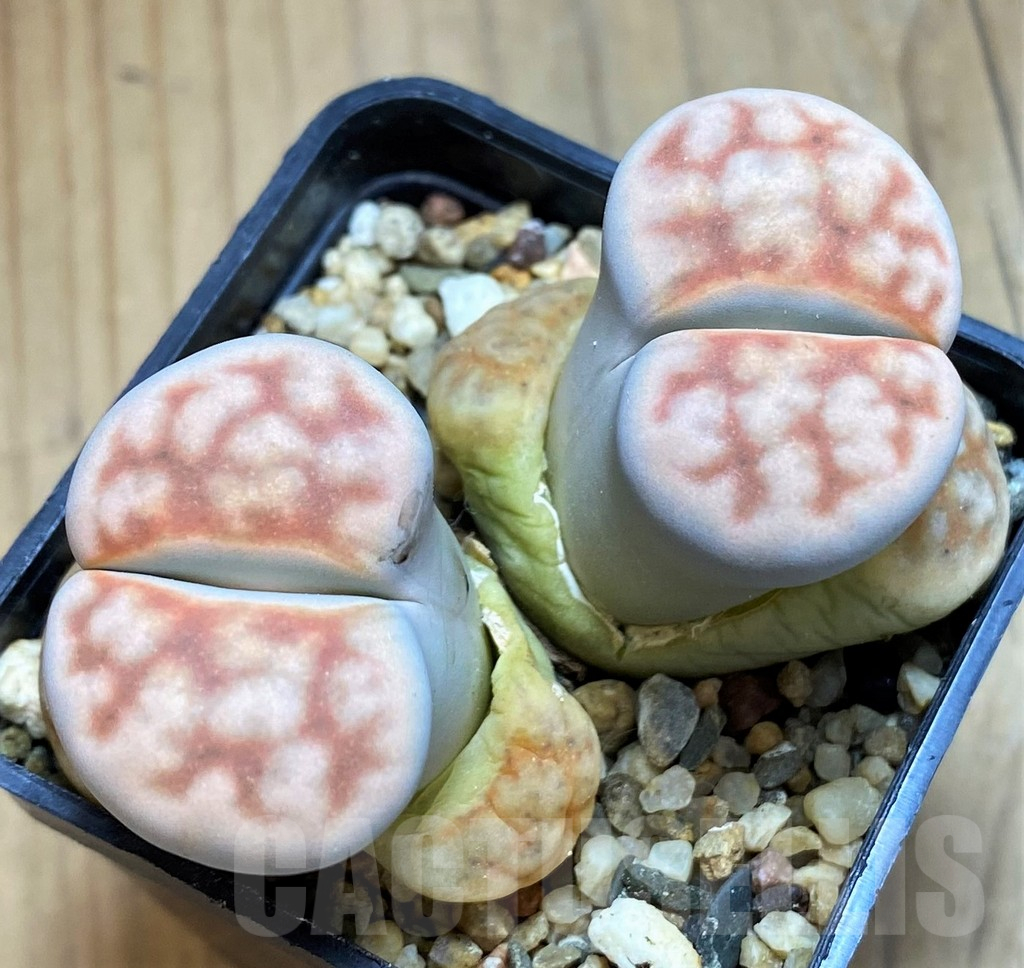 SH16522 Lithops karasmontana v. summitatum