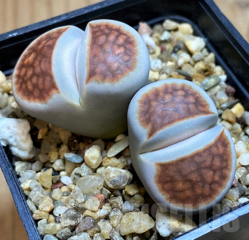SH16523 Lithops karasmontana 'Lateritia'
