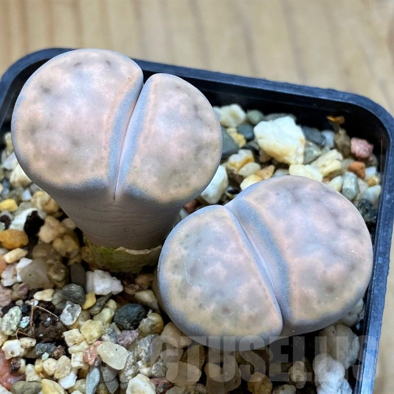 SH16524 Lithops karasmontana v. lerichiana