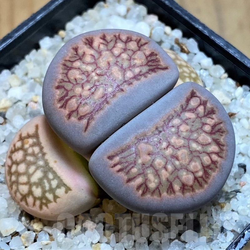 SH16525 Lithops julii ‘Kikushogyoku’