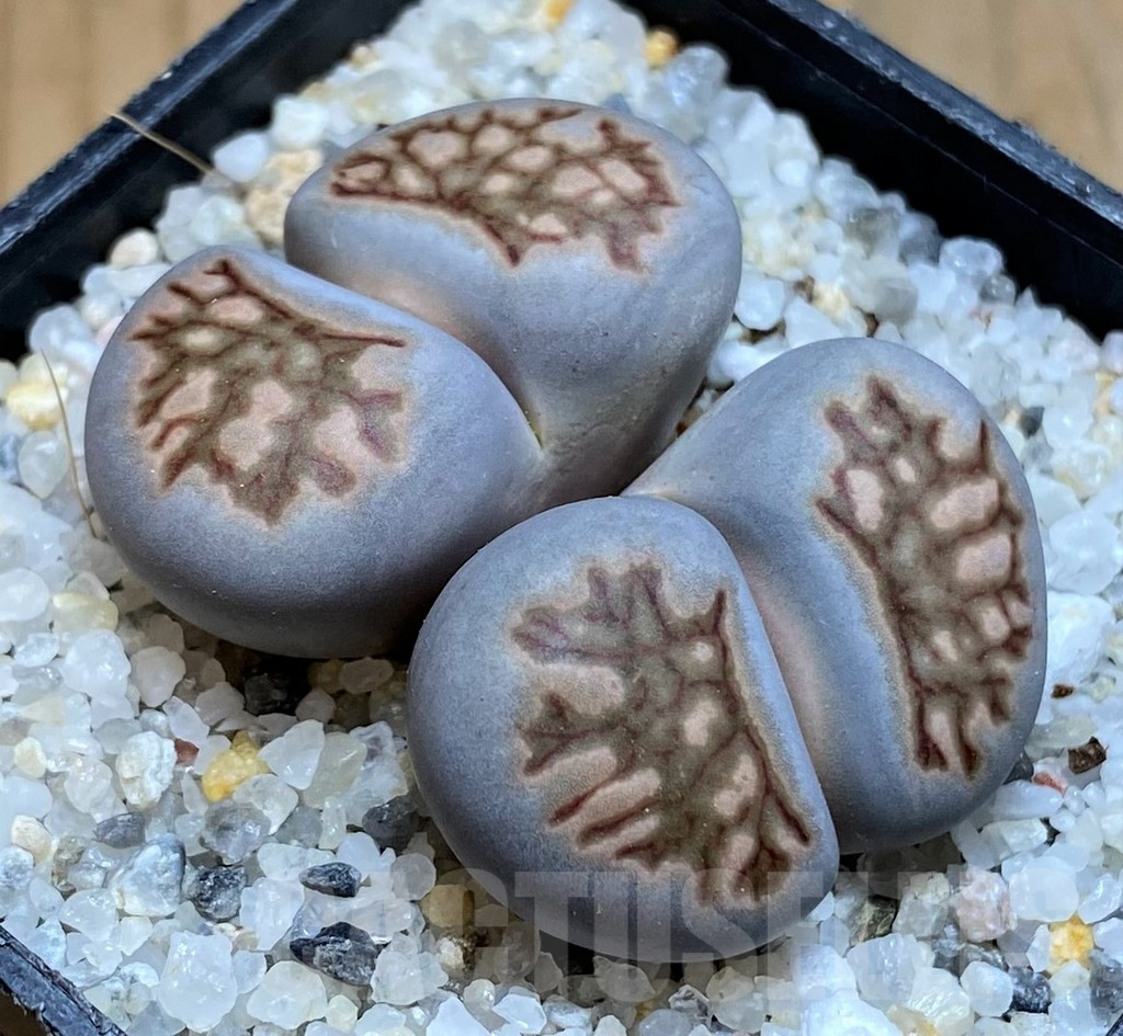 SH16526 Lithops julii ‘Kikushogyoku’