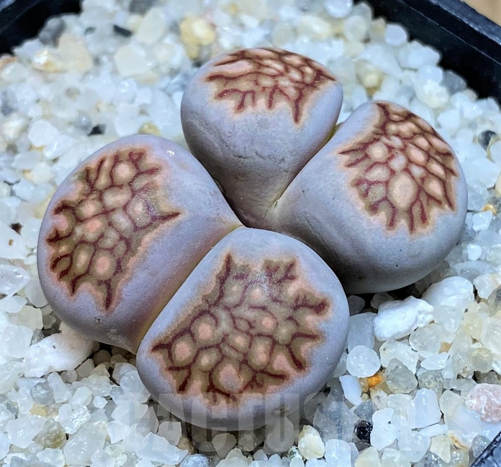 SH16527 Lithops julii ‘Kikushogyoku’