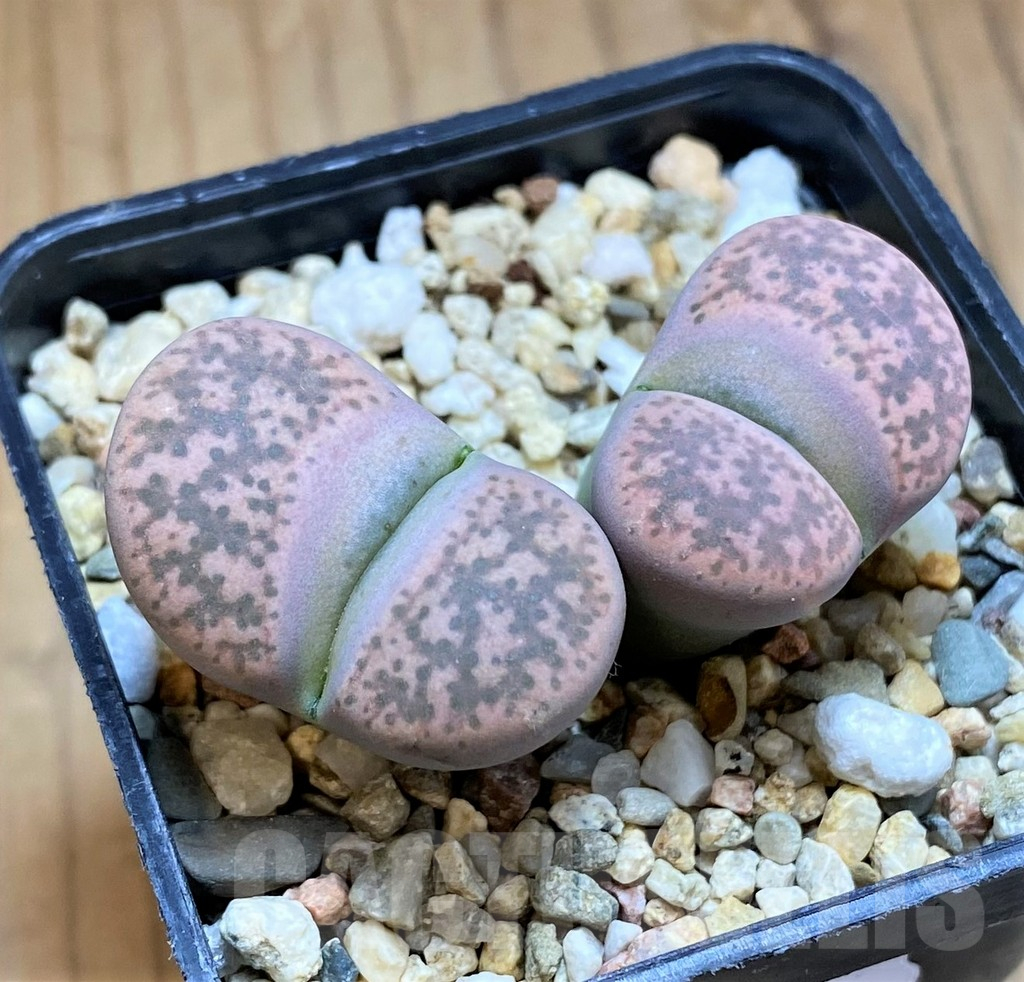 SH16528 Lithops gesinae C078