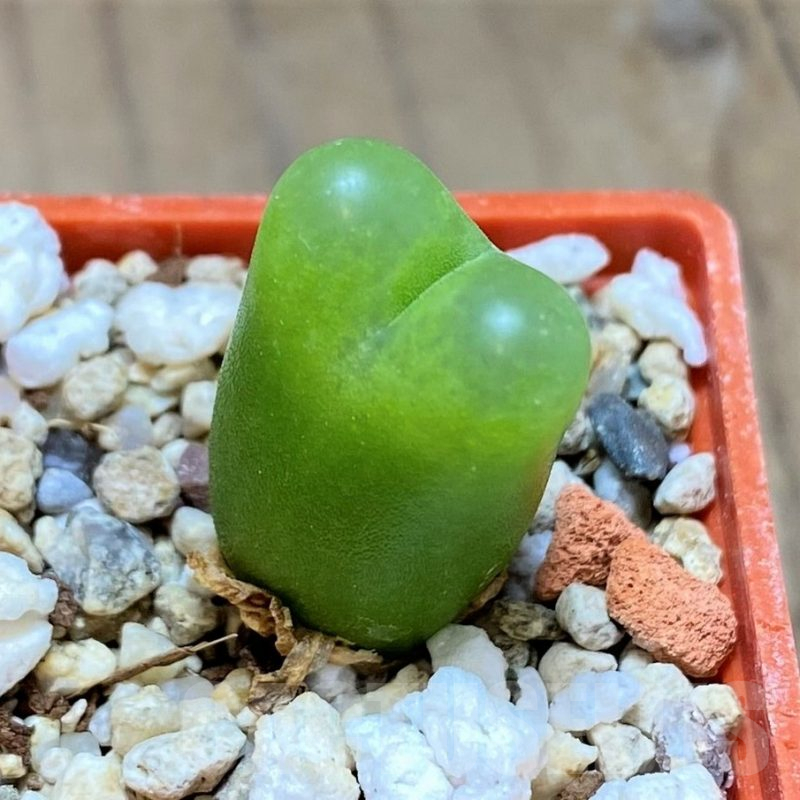 SH16470 Conophytum ratum