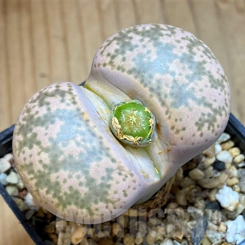 SH16529 Lithops gesinae C078