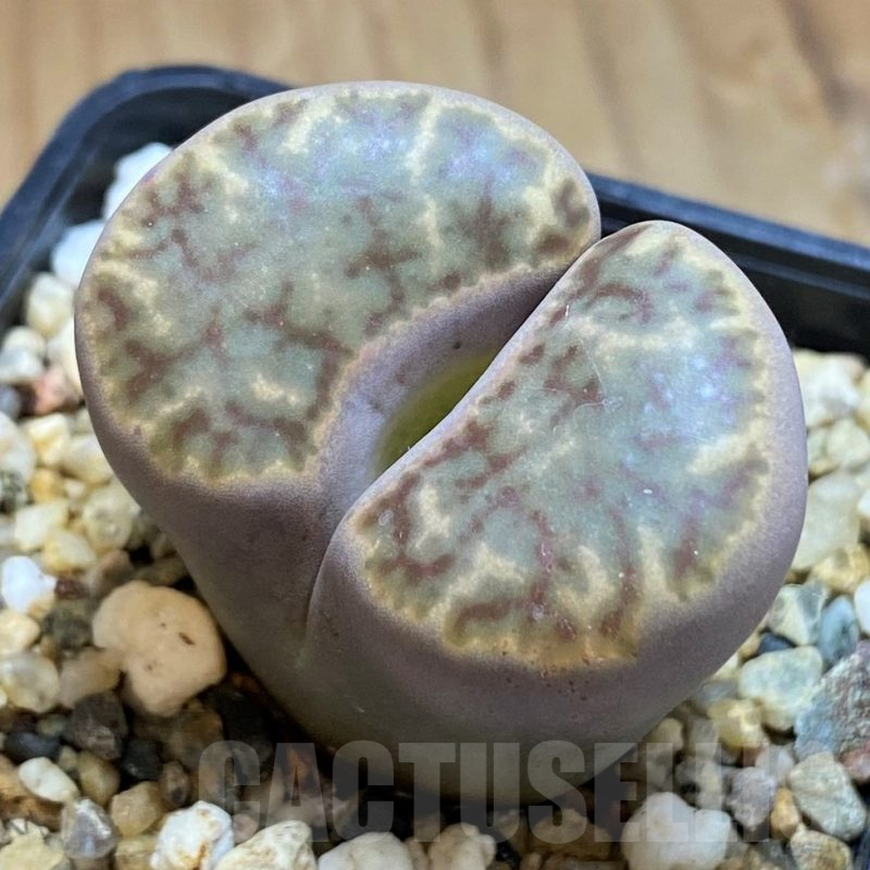 SH16530 Lithops bromfieldii