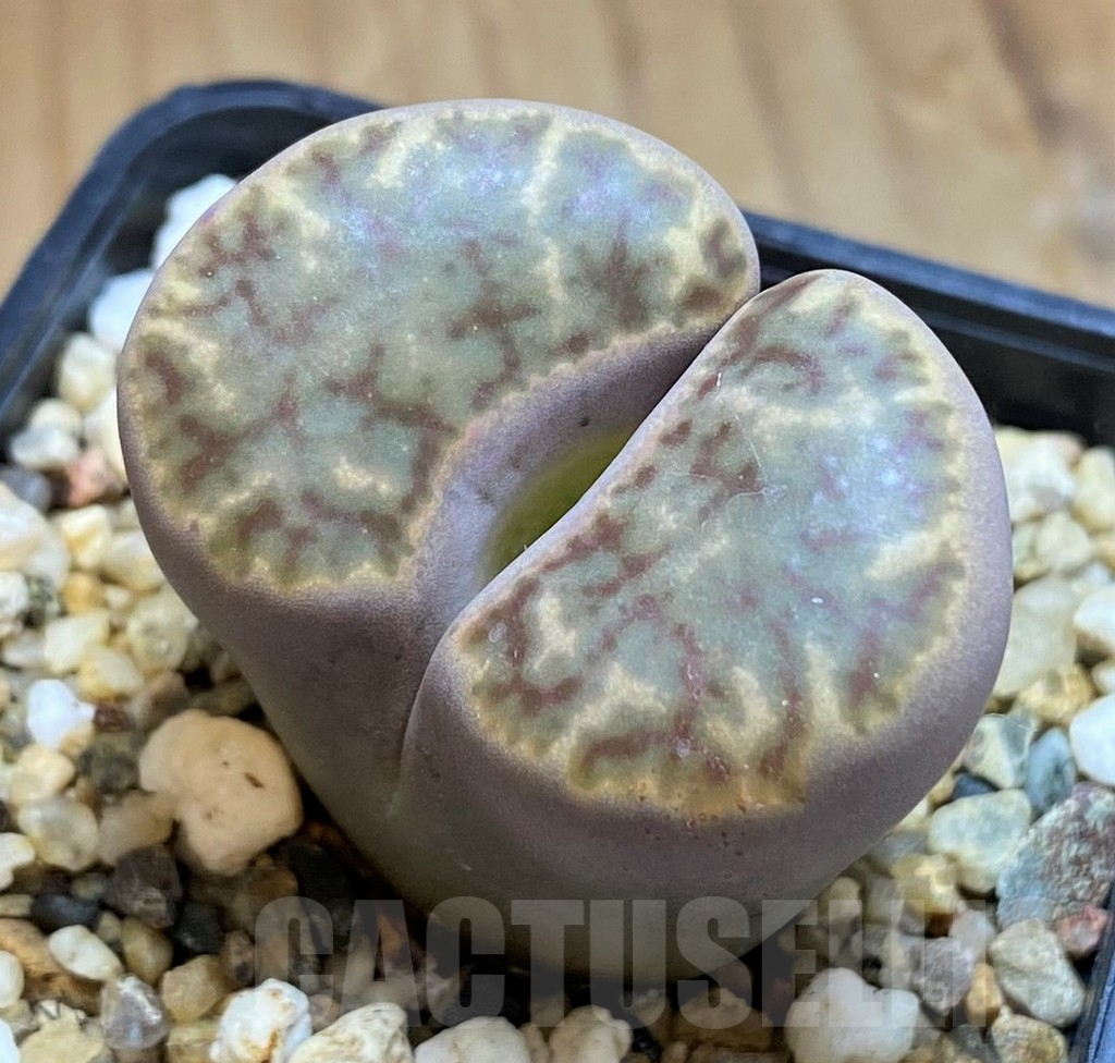 SH16530 Lithops bromfieldii