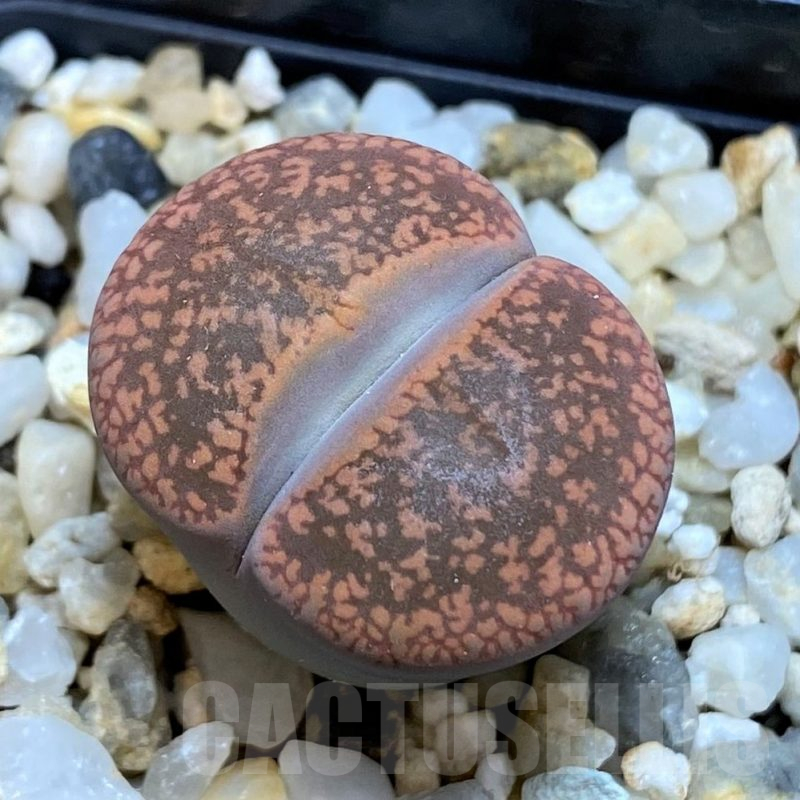 SH16531 Lithops aucampiae -Rudesheim-