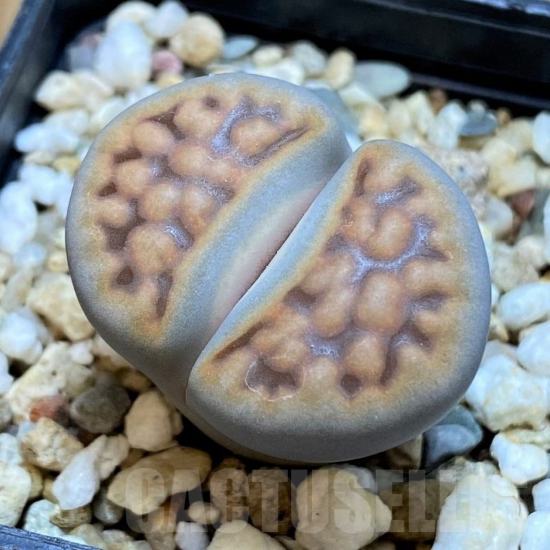 SH16532 Lithops karasmontana v. summitatum