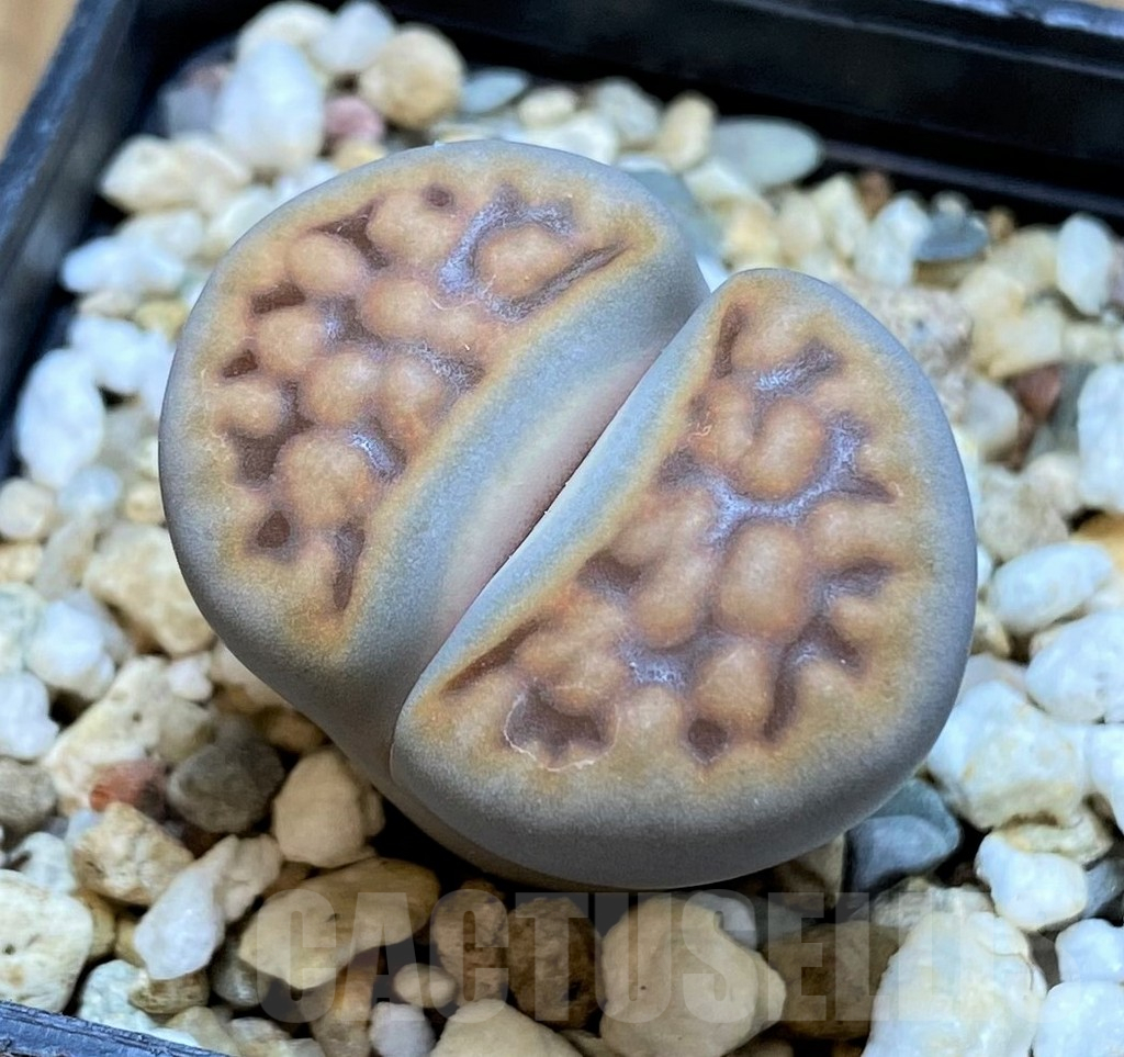 SH16532 Lithops karasmontana v. summitatum
