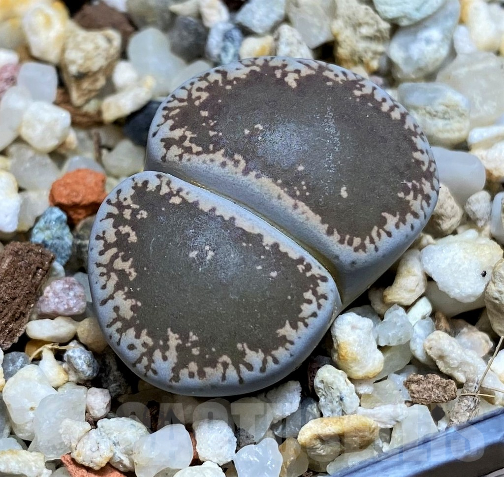 SH16533 Lithops lesliei v. maraisii