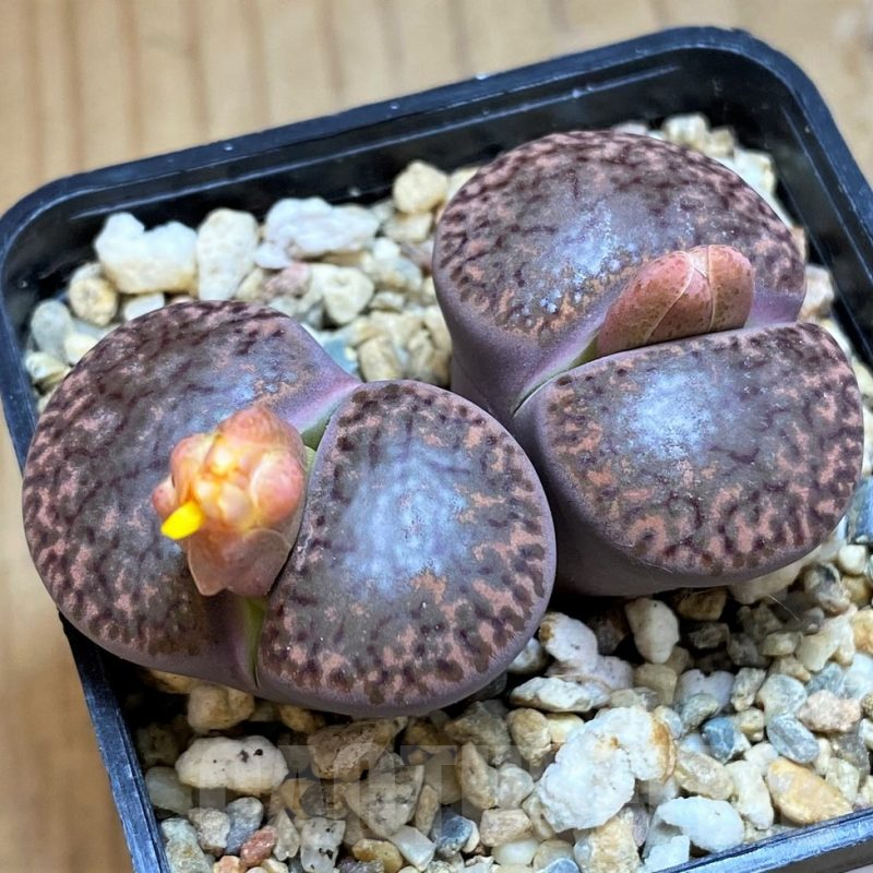 SH16534 Lithops bromfieldii v. glaudinae 'Embers'