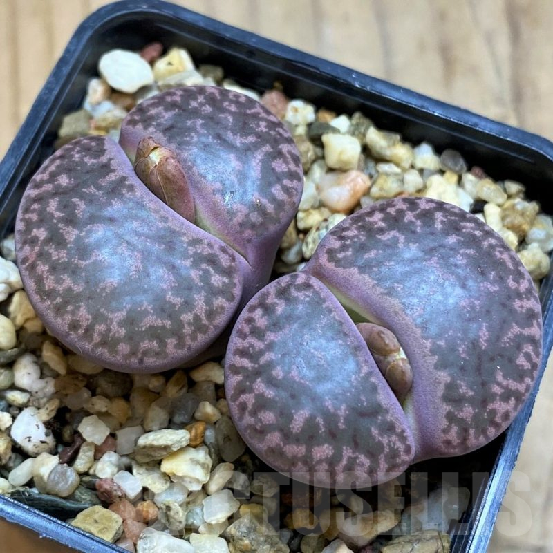 SH16535 Lithops bromfieldii v. glaudinae 'Embers'