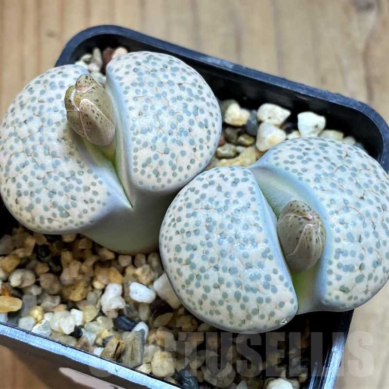 SH16536 Lithops fulviceps v. lactinea