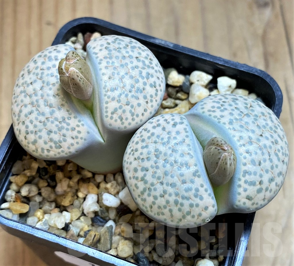 SH16536 Lithops fulviceps v. lactinea
